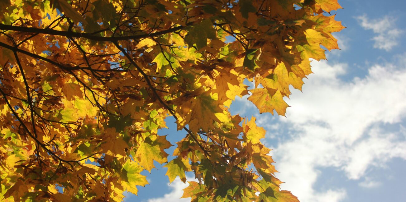 drzewo z jesiennymi liściami