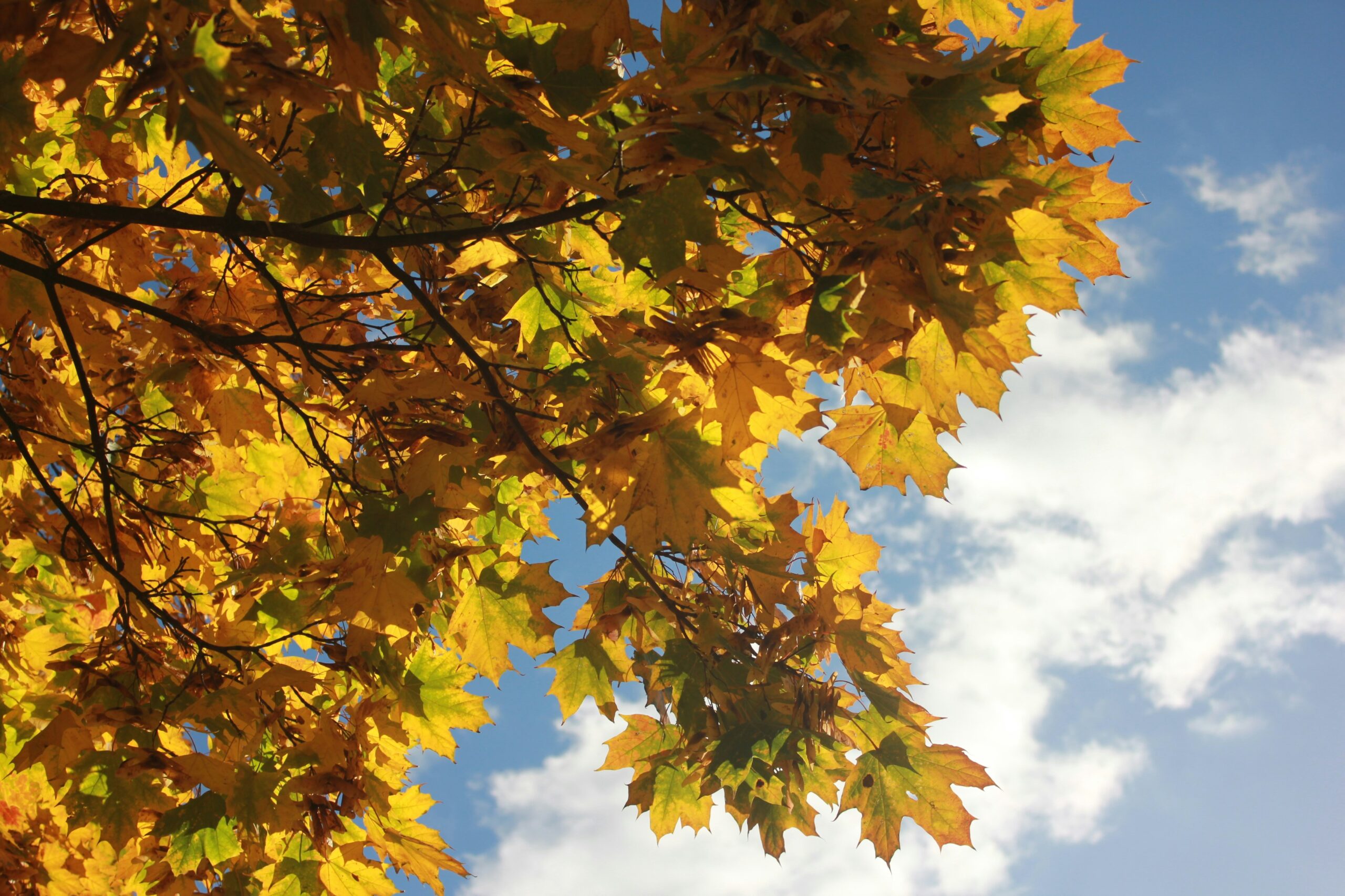 drzewo z jesiennymi liściami