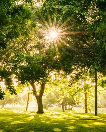 promienie słoneczne przebijające się przez korony drzew