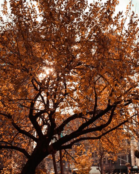 jesienne drzewo w mieście